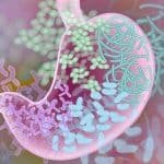 gut bacteria