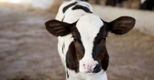 calf